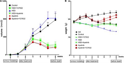 Research on the Mechanism and Prevention of Hypertension Caused by Apatinib Through the RhoA/ROCK Signaling Pathway in a Mouse Model of Gastric Cancer